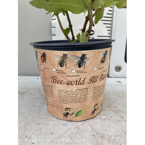 344 - SIX DIERVILLA RIVULARIS HONEYBEE PLANTS IN 1.5 LTR POTS - THIS HARDY PLANT FLOWERS FROM JUNE TO OCTO... 