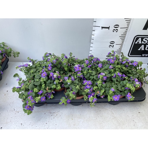 349 - TWELVE BACOPA SUTERA BLUE SHOWERS IN 1 LTR POTS TO BE SOLD FOR THE TWELVE PLUS VAT