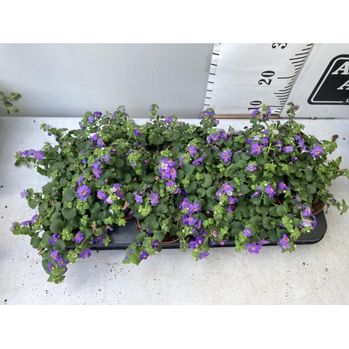 349 - TWELVE BACOPA SUTERA BLUE SHOWERS IN 1 LTR POTS TO BE SOLD FOR THE TWELVE PLUS VAT