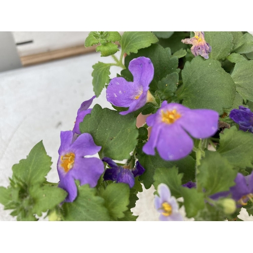 349 - TWELVE BACOPA SUTERA BLUE SHOWERS IN 1 LTR POTS TO BE SOLD FOR THE TWELVE PLUS VAT