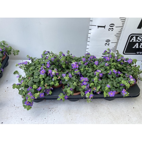 350 - TWELVE BACOPA SUTERA BLUE SHOWERS IN 1 LTR POTS TO BE SOLD FOR THE TWELVE PLUS VAT