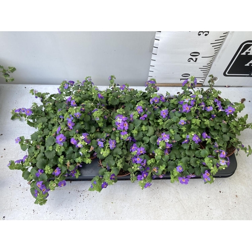 350 - TWELVE BACOPA SUTERA BLUE SHOWERS IN 1 LTR POTS TO BE SOLD FOR THE TWELVE PLUS VAT