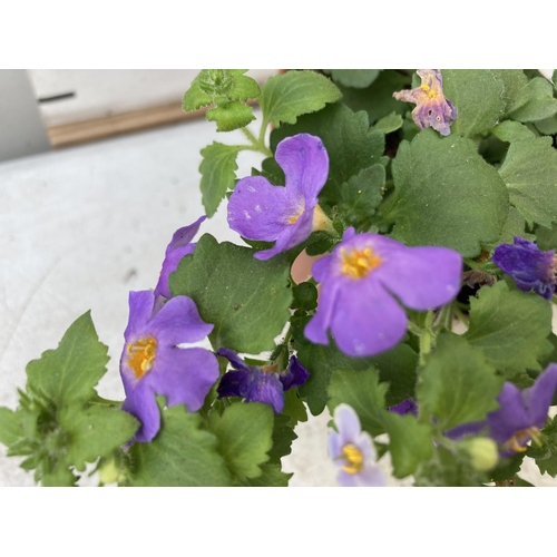 350 - TWELVE BACOPA SUTERA BLUE SHOWERS IN 1 LTR POTS TO BE SOLD FOR THE TWELVE PLUS VAT