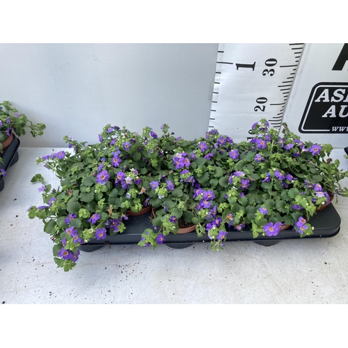 351 - TWELVE BACOPA SUTERA BLUE SHOWERS IN 1 LTR POTS TO BE SOLD FOR THE TWELVE PLUS VAT