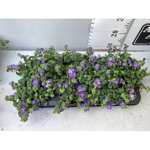 351 - TWELVE BACOPA SUTERA BLUE SHOWERS IN 1 LTR POTS TO BE SOLD FOR THE TWELVE PLUS VAT