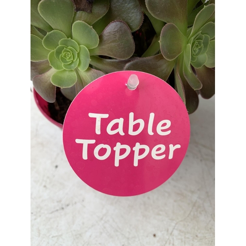 48 - TWO AEONIUM ARBOREUM VELOURS 'TABLE TOPPERS' IN 1 LTR POTS 35CM IN HEIGHT PLUS VAT TO BE SOLD FOR TH... 