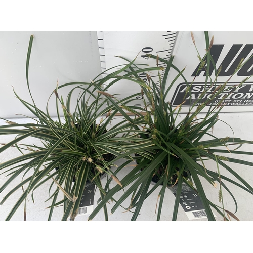 50 - TWO HARDY ORNAMENTAL GRASSES CAREX MORROWII 'ICE DANCE' AND 'IRISH GREEN' IN 3 LTR POTS APPROX 50CM ... 