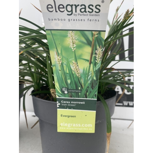 50 - TWO HARDY ORNAMENTAL GRASSES CAREX MORROWII 'ICE DANCE' AND 'IRISH GREEN' IN 3 LTR POTS APPROX 50CM ... 