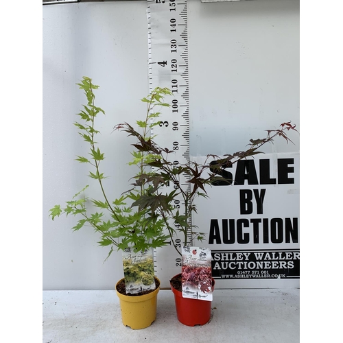 54 - TWO ACER PALMATUMS 'ATROPURPUREUM' AND 'JORDAN' IN 3 LTR POTS APPROX 80-110CM IN HEIGHT PLUS VAT TO ... 