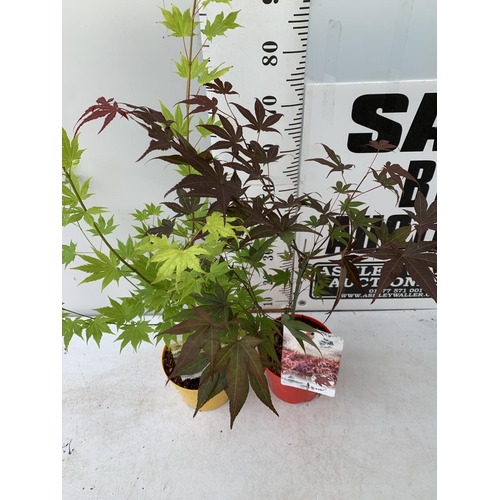 54 - TWO ACER PALMATUMS 'ATROPURPUREUM' AND 'JORDAN' IN 3 LTR POTS APPROX 80-110CM IN HEIGHT PLUS VAT TO ... 