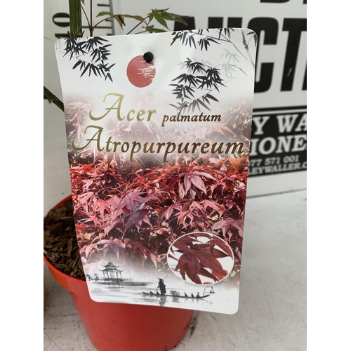 54 - TWO ACER PALMATUMS 'ATROPURPUREUM' AND 'JORDAN' IN 3 LTR POTS APPROX 80-110CM IN HEIGHT PLUS VAT TO ... 