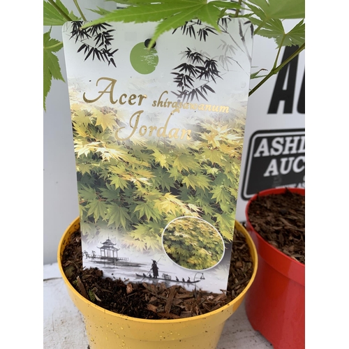 54 - TWO ACER PALMATUMS 'ATROPURPUREUM' AND 'JORDAN' IN 3 LTR POTS APPROX 80-110CM IN HEIGHT PLUS VAT TO ... 