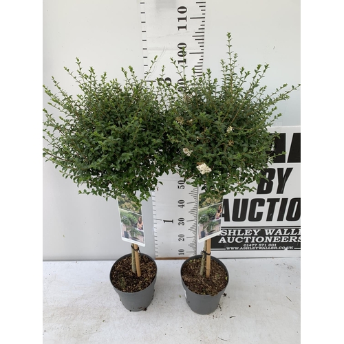 57 - TWO LIGUSTRUM DELAVAYANUM STANDARD TREES APPROX 1 METRE IN HEIGHT IN 3LTR POTS PLUS VAT TO BE SOLD F... 