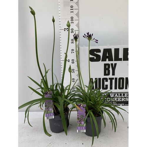 66 - TWO AGAPANTHUS POPPING PURPLE IN FLOWER APPROX 90CM -110CM IN HEIGHT IN 3 LTR POTS PLUS VAT TO BE SO... 