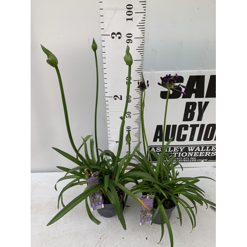 66 - TWO AGAPANTHUS POPPING PURPLE IN FLOWER APPROX 90CM -110CM IN HEIGHT IN 3 LTR POTS PLUS VAT TO BE SO... 