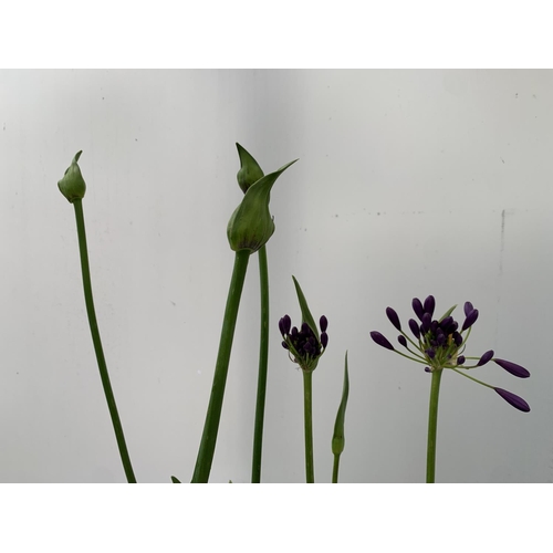 66 - TWO AGAPANTHUS POPPING PURPLE IN FLOWER APPROX 90CM -110CM IN HEIGHT IN 3 LTR POTS PLUS VAT TO BE SO... 