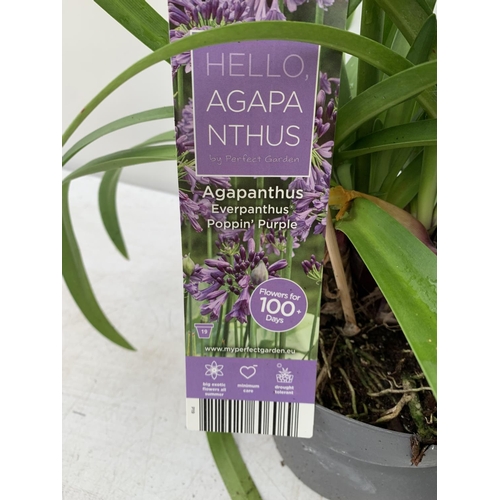 66 - TWO AGAPANTHUS POPPING PURPLE IN FLOWER APPROX 90CM -110CM IN HEIGHT IN 3 LTR POTS PLUS VAT TO BE SO... 