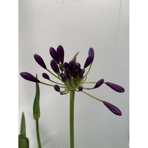 66 - TWO AGAPANTHUS POPPING PURPLE IN FLOWER APPROX 90CM -110CM IN HEIGHT IN 3 LTR POTS PLUS VAT TO BE SO... 