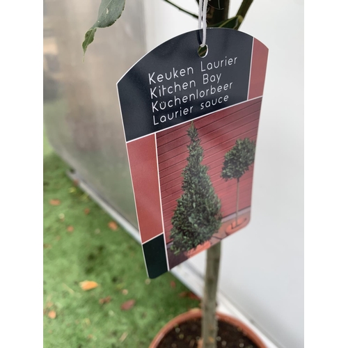 76 - A PAIR OF STANDARD BAY TREES LAURUS NOBILIS IN 10 LTR POTS APPROX 130CM IN HEIGHT TO BE SOLD FOR THE... 