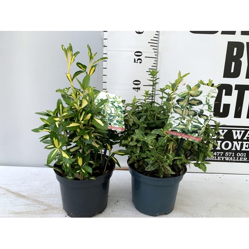 77 - TWO EUONYMOUS FORTUNA 'GOLDEN HARLEQUIN' AND JAPONICA ' GOLD QUEEN' IN 2 LTR POTS APPROX 40CM- 50CM ... 