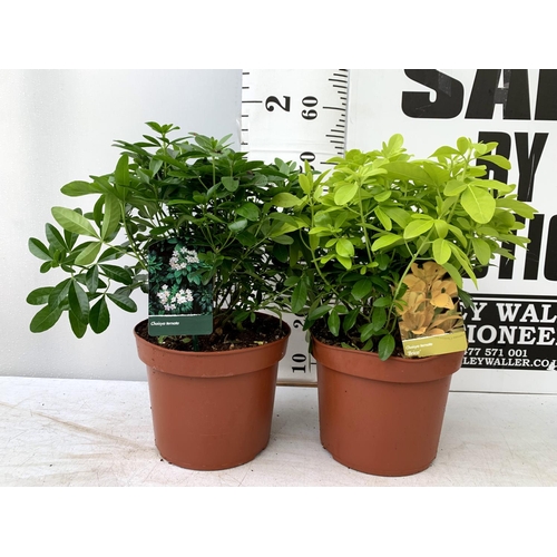 79 - TWO LARGE CHOISYA TERNATA 'BRICA' IN 5 LTR POTS APPROX 55CM IN HEIGHT PLUS VAT TO BE SOLD FOR THE TW... 