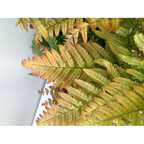 83 - TWO LARGE ELEGRASS FERNS POLYSTICHUM AND ANISOCAMPIUM SHEARERI  IN 3 LTR POTS 30-60CM TALL TO BE SOL... 