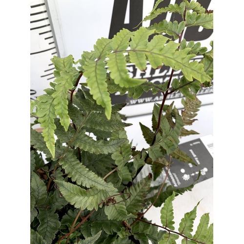 83 - TWO LARGE ELEGRASS FERNS POLYSTICHUM AND ANISOCAMPIUM SHEARERI  IN 3 LTR POTS 30-60CM TALL TO BE SOL... 