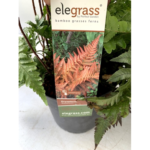 83 - TWO LARGE ELEGRASS FERNS POLYSTICHUM AND ANISOCAMPIUM SHEARERI  IN 3 LTR POTS 30-60CM TALL TO BE SOL... 