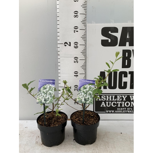 84 - TWO EXOCHORDA BLUSHING PEARL IN 2 LTR POTS 40CM TALL PLUS VAT TO BE SOLD FOR THE TWO