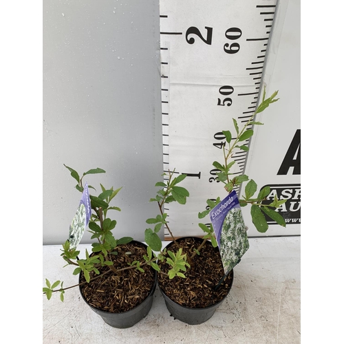 84 - TWO EXOCHORDA BLUSHING PEARL IN 2 LTR POTS 40CM TALL PLUS VAT TO BE SOLD FOR THE TWO