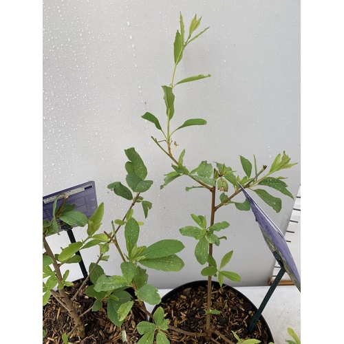 84 - TWO EXOCHORDA BLUSHING PEARL IN 2 LTR POTS 40CM TALL PLUS VAT TO BE SOLD FOR THE TWO