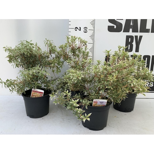 86 - FOUR PIERIS LITTLE HEATH 45CM TALL IN 2 LTR POTS TO BE SOLD FOR THE FOUR PLUS VAT