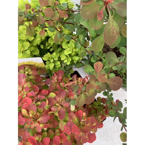 88 - THREE ASSORTED BERBERIS THUNBERGII 'HARLEQUIN, TINY GOLD AND RUBY STAR' IN 2 LTR POTS PLUS VAT APPRO... 