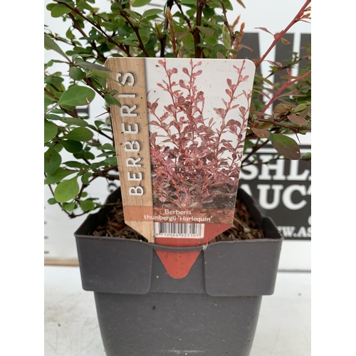 88 - THREE ASSORTED BERBERIS THUNBERGII 'HARLEQUIN, TINY GOLD AND RUBY STAR' IN 2 LTR POTS PLUS VAT APPRO... 