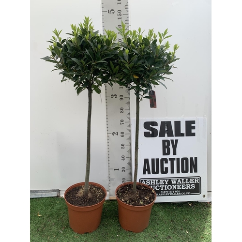 89 - TWO STANDARD BAY TREES LAURUS NOBILIS APPROX 140CM IN HEIGHT IN 10 LTR POTS NO VAT TO BE SOLD FOR TH... 