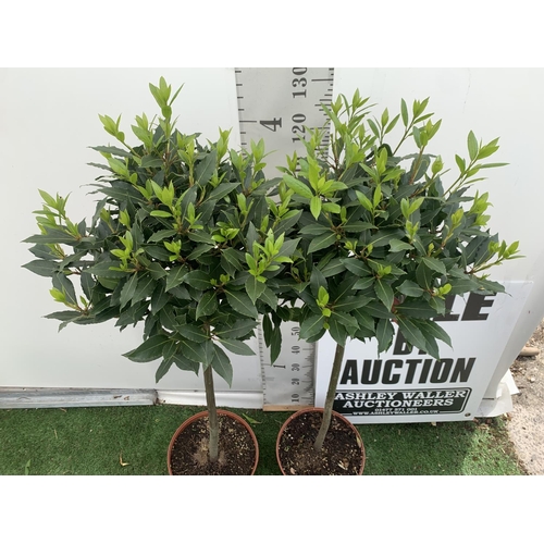 89 - TWO STANDARD BAY TREES LAURUS NOBILIS APPROX 140CM IN HEIGHT IN 10 LTR POTS NO VAT TO BE SOLD FOR TH... 