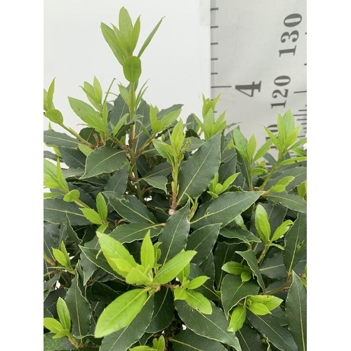 89 - TWO STANDARD BAY TREES LAURUS NOBILIS APPROX 140CM IN HEIGHT IN 10 LTR POTS NO VAT TO BE SOLD FOR TH... 