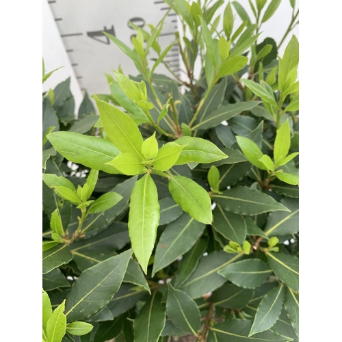 89 - TWO STANDARD BAY TREES LAURUS NOBILIS APPROX 140CM IN HEIGHT IN 10 LTR POTS NO VAT TO BE SOLD FOR TH... 