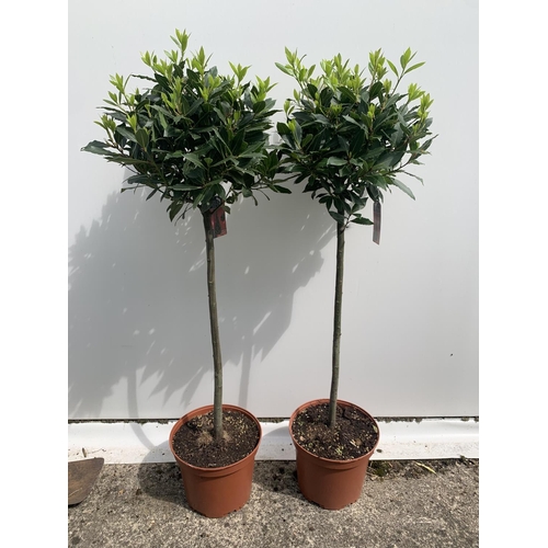 89 - TWO STANDARD BAY TREES LAURUS NOBILIS APPROX 140CM IN HEIGHT IN 10 LTR POTS NO VAT TO BE SOLD FOR TH... 