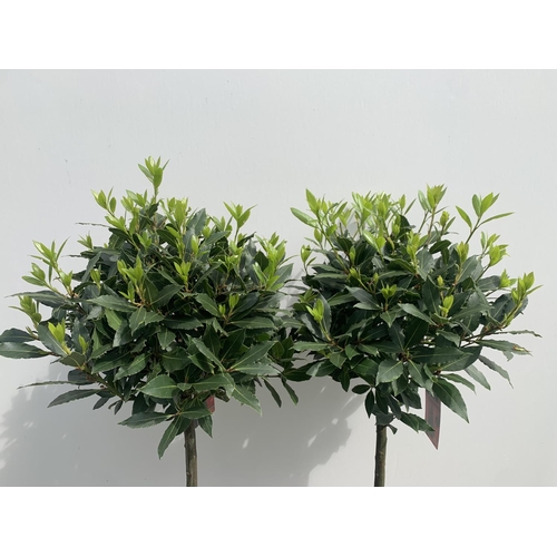 89 - TWO STANDARD BAY TREES LAURUS NOBILIS APPROX 140CM IN HEIGHT IN 10 LTR POTS NO VAT TO BE SOLD FOR TH... 