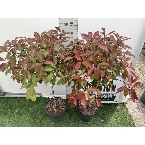 90 - A PAIR OF STANDARD PHOTINIA FRASERI RED ROBIN TREES 130CM TALL IN A 10 LTR POT TO BE SOLD FOR THE PA... 