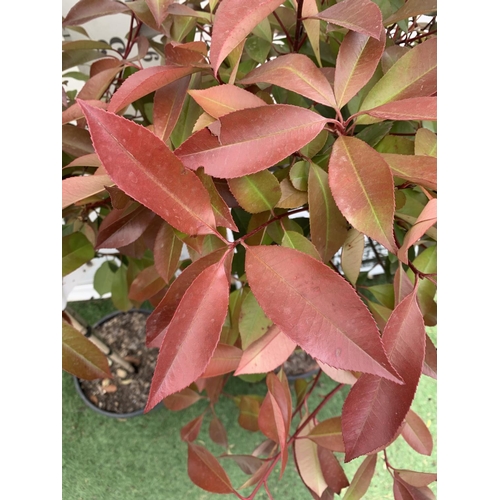 90 - A PAIR OF STANDARD PHOTINIA FRASERI RED ROBIN TREES 130CM TALL IN A 10 LTR POT TO BE SOLD FOR THE PA... 