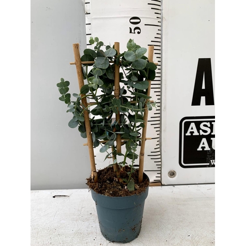 122 - SIX EUCALYPTUS CINEREA 'SILVER DOLLAR' ON A FRAME IN 1 LITRE POTS ON A TRAY APPROX 40CM IN HEIGHT WI... 