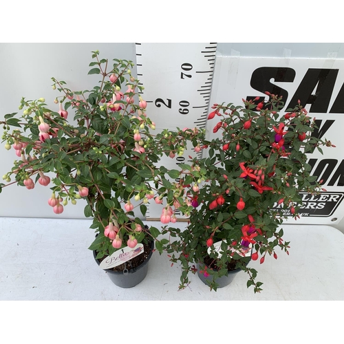 11 - THREE MIXED BELLA STANDARD FUCHSIA IN A 3 LTR POTS 70CM -80CM TALL TO BE SOLD FOR THE TWO PLUS VAT