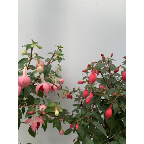 11 - THREE MIXED BELLA STANDARD FUCHSIA IN A 3 LTR POTS 70CM -80CM TALL TO BE SOLD FOR THE TWO PLUS VAT