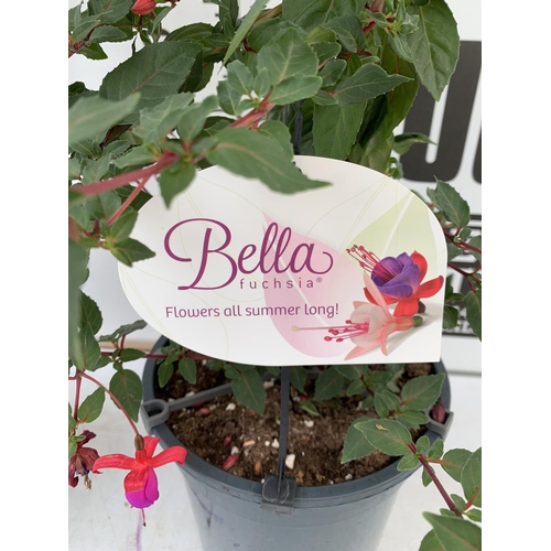 11 - THREE MIXED BELLA STANDARD FUCHSIA IN A 3 LTR POTS 70CM -80CM TALL TO BE SOLD FOR THE TWO PLUS VAT