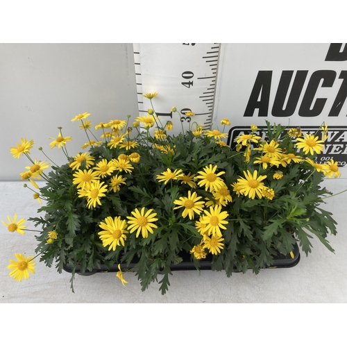 22 - EIGHT POTS OF SUNSHINE AFRICAN DAISY (EUROPS SONNESCHEIN) IN 1 LITRE POTS 25-35CM TALL TO BE SOLD FO... 