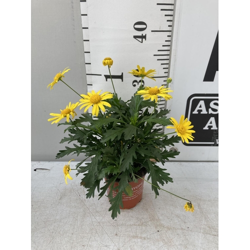 22 - EIGHT POTS OF SUNSHINE AFRICAN DAISY (EUROPS SONNESCHEIN) IN 1 LITRE POTS 25-35CM TALL TO BE SOLD FO... 