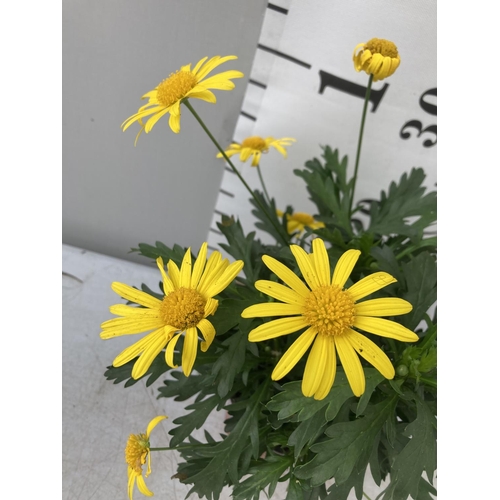 22 - EIGHT POTS OF SUNSHINE AFRICAN DAISY (EUROPS SONNESCHEIN) IN 1 LITRE POTS 25-35CM TALL TO BE SOLD FO... 