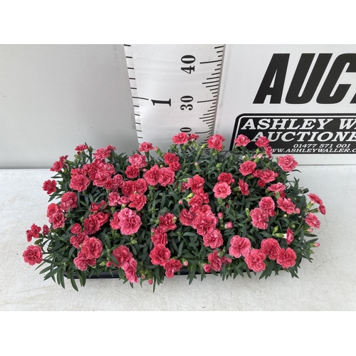 28 - EIGHTEEN POTS OF PINK DIANTHUS TO BE SOLD FOR THE EIGHTEEN PLUS VAT